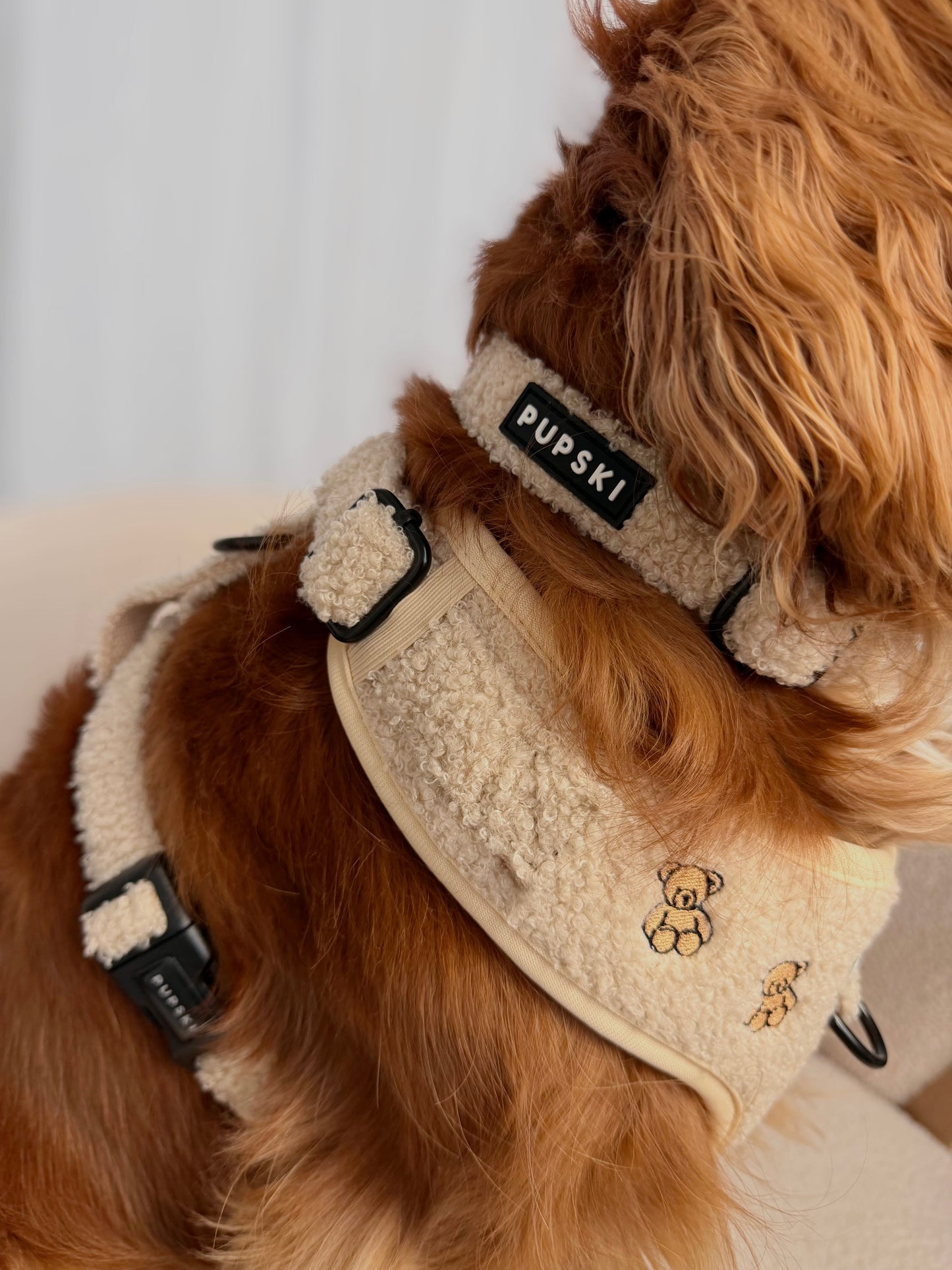 Teddy Collar
