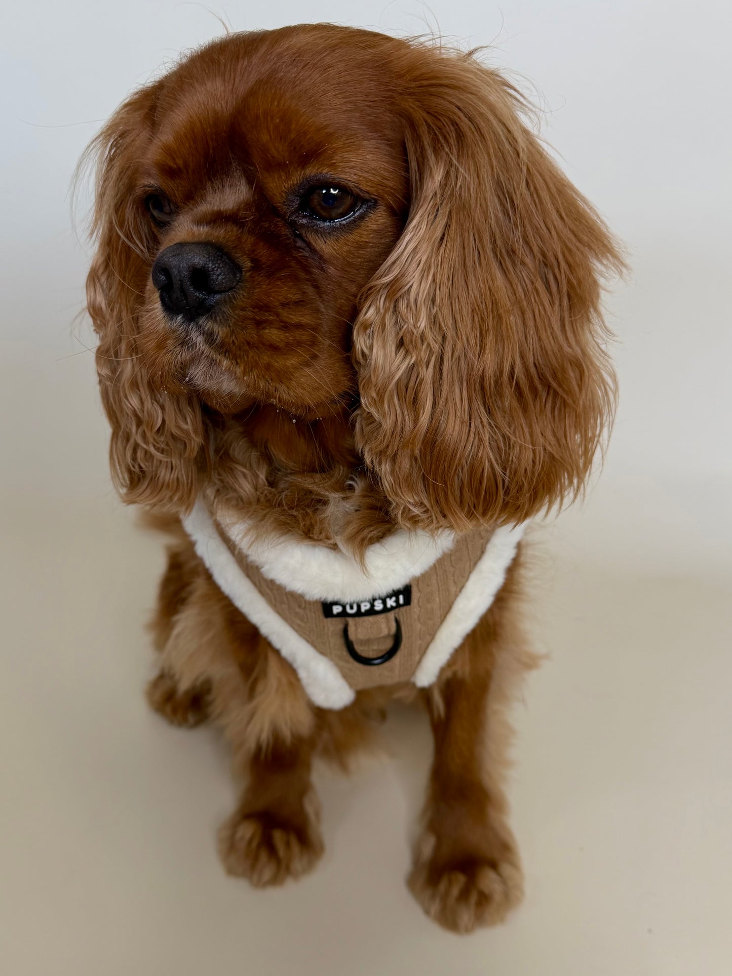 Cozy Hands Free Leash Bundle