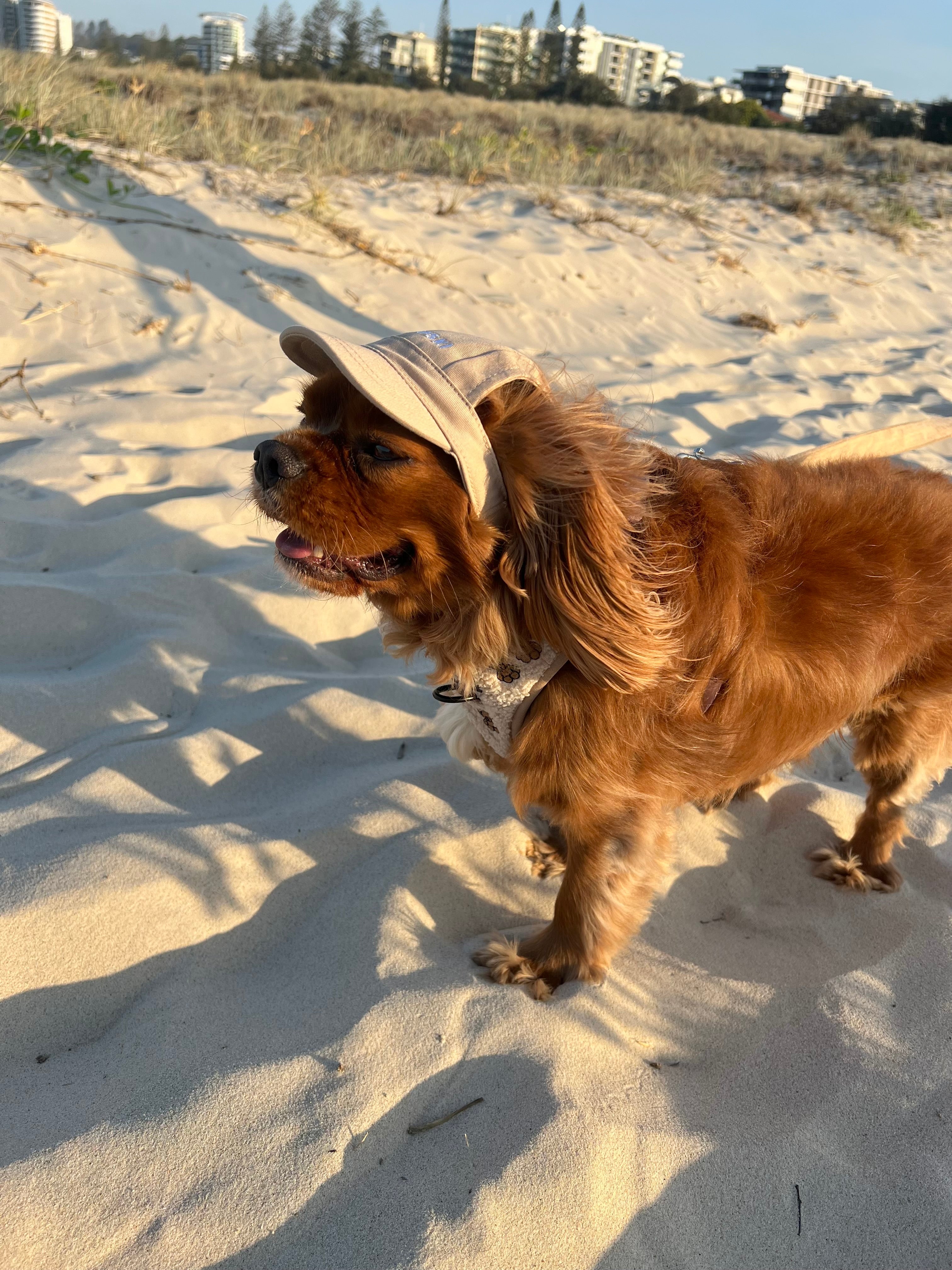 Dog Hat - Sand