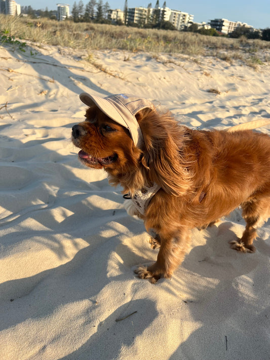 Dog Hat - Sand