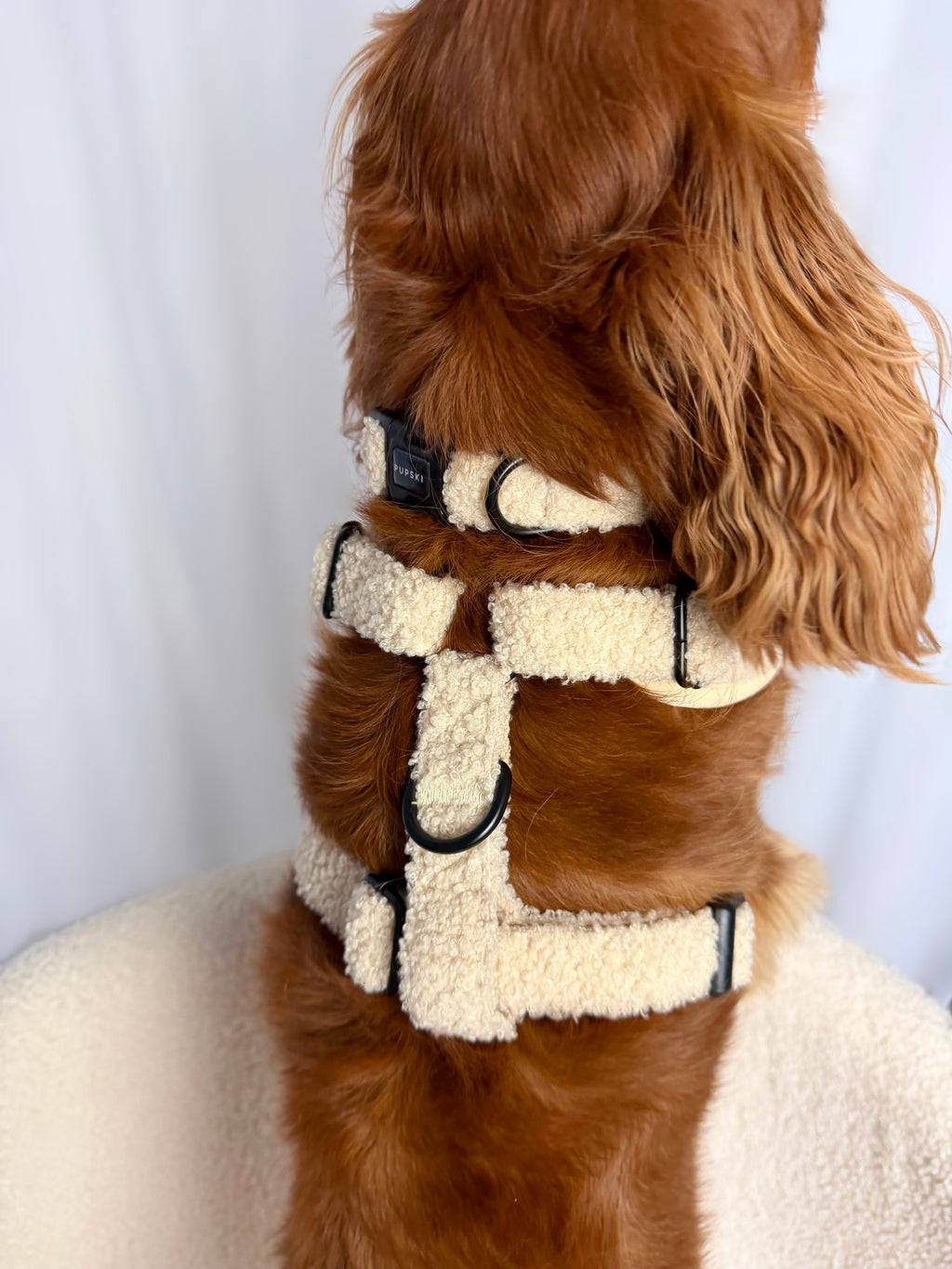 Teddy Embroidery Dog Harness