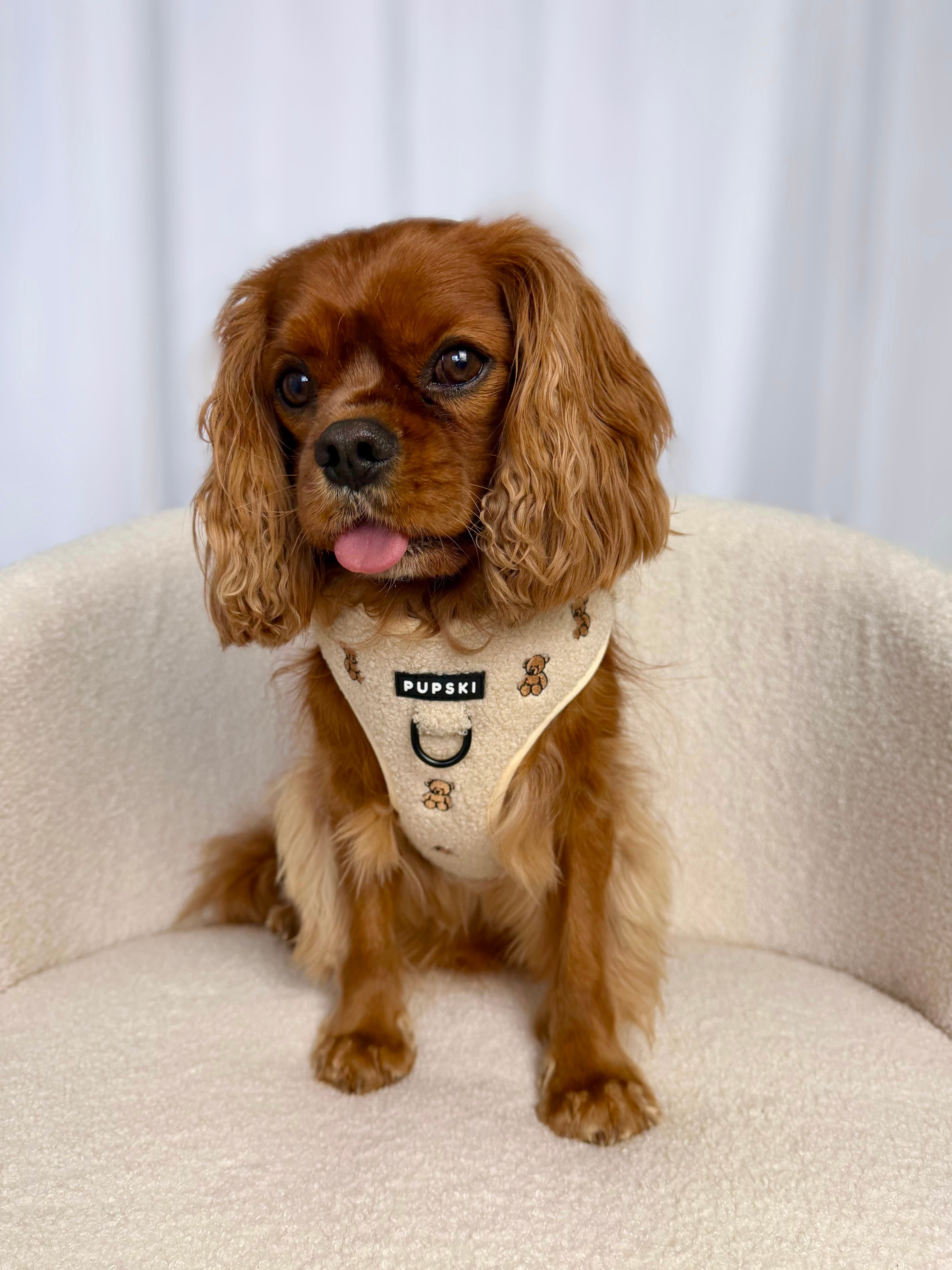 Teddy Embroidery Dog Harness