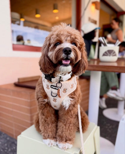 Teddy Embroidery Harness