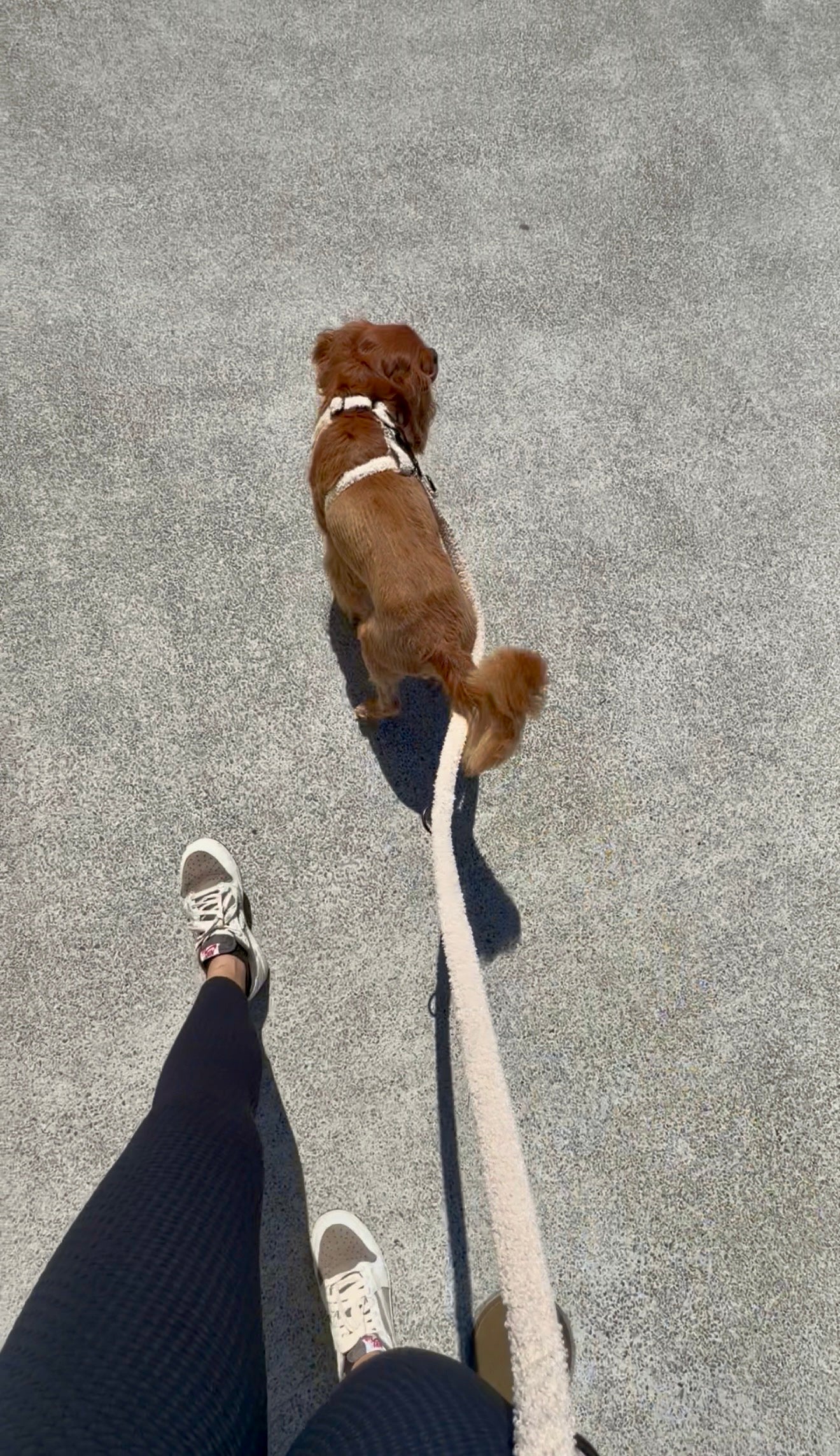 Teddy Harness & Hands Free Leash