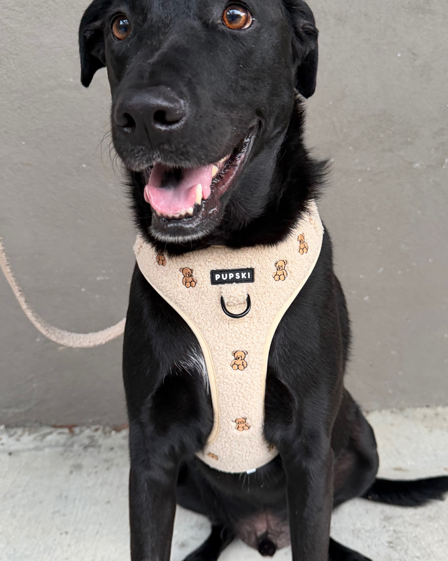 Teddy Embroidery Harness